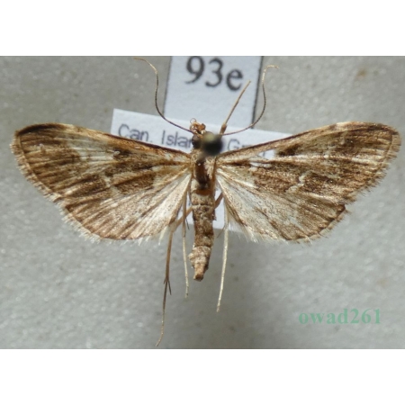 Duponchelia fovealis Zeller, 1847 Spain, Canary Is93e